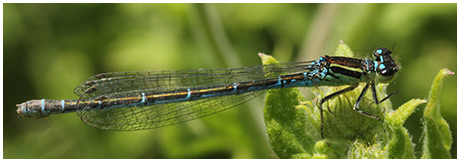 Coenagrion mercuriale femelle