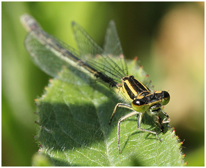 Coenagrion mercuriale femelle