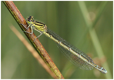 Agrion de mercure femelle