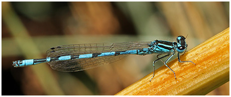 Coenagrion mercuriale mâle