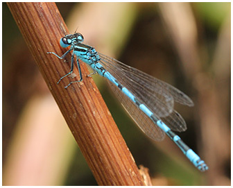 Coenagrion mercuriale mâle