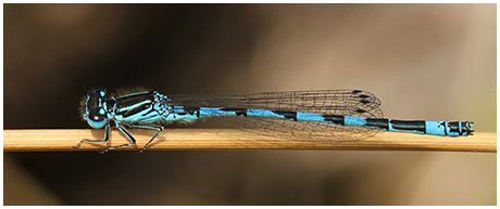 Coenagrion mercuriale mâle