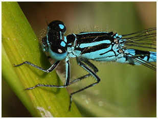 Agrion de Mercure mâle