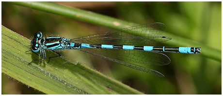 Coenagrion mercuriale mâle