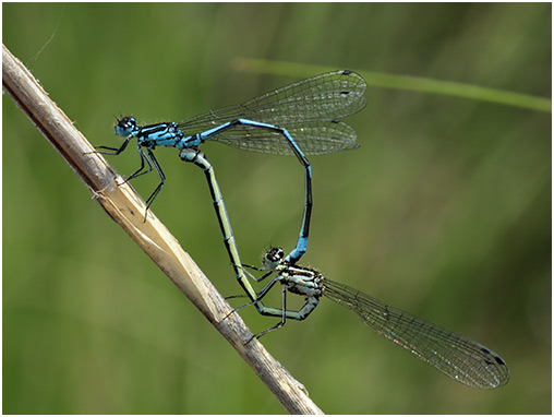 Coenagrion pulchellum accouplement 