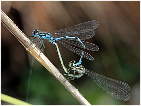 Coenagrion pulchellum accouplement 