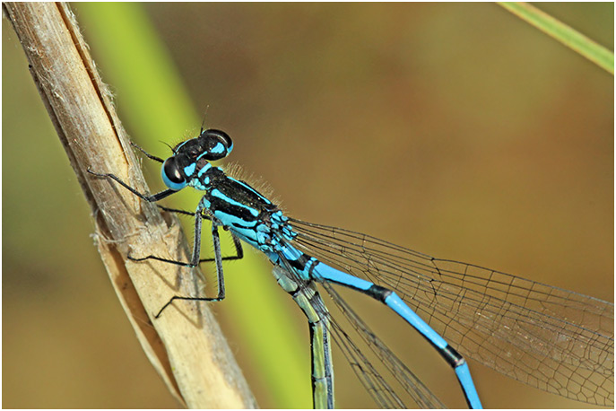 Coenagrion pulchellum accouplement