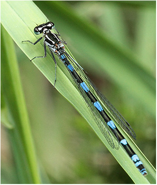 Coenagrion pulchellum femelle