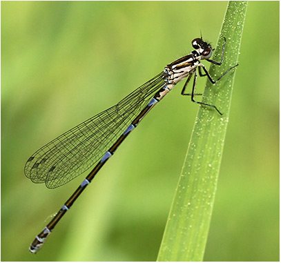 Coenagrion pulchellum femelle