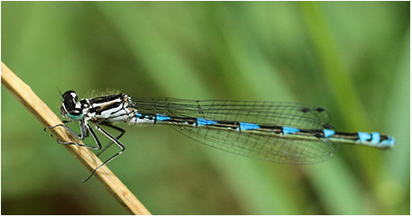 Coenagrion pulchellum femelle