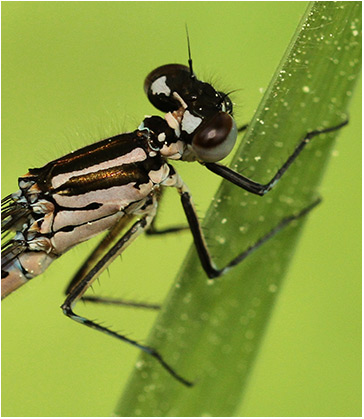 Coenagrion pulchellum femelle