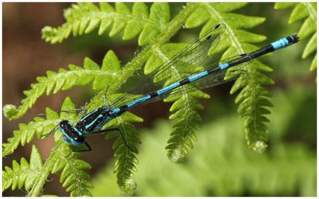 Coenagrion pulchellum