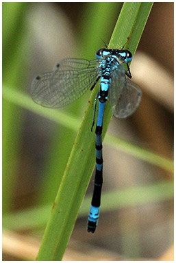 Coenagrion pulchellum, Agrion exclamatif