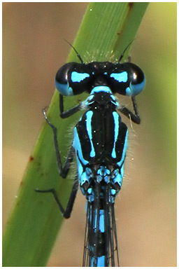 Coenagrion pulchellum