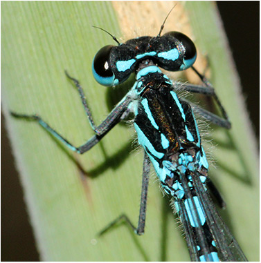 Coenagrion pulchellum mâle pronotum et thorax