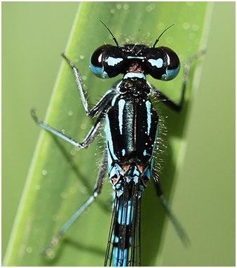 Coenagrion pulchellum mâle pronotum et thorax