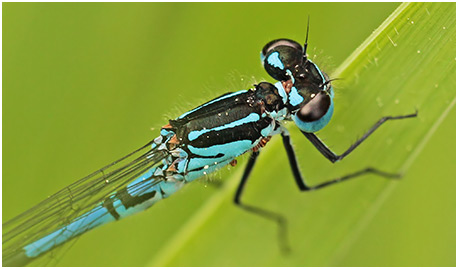 Coenagrion pulchellum mâle