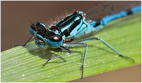 Coenagrion pulchellum mâle