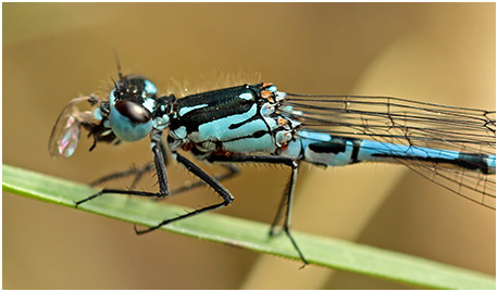 Coenagrion pulchellum mâle