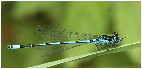 Coenagrion pulchellum mâle