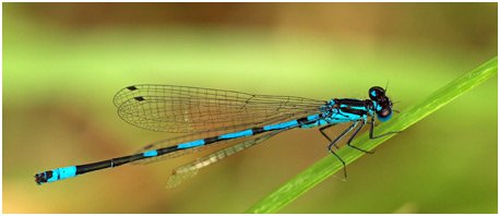 Coenagrion pulchellum mâle