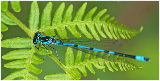 Coenagrion pulchellum mâle