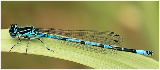 Coenagrion pulchellum mâle puellaformis