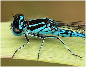 Coenagrion pulchellum mâle puellaformis