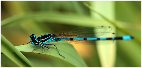 Coenagrion pulchellum mâle puellaformis