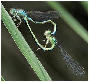 Coenagrion scitulum accouplement