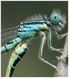 Coenagrion scitulum accouplement