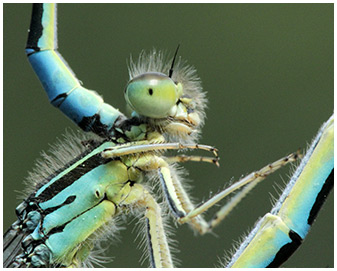 Coenagrion scitulum accouplement