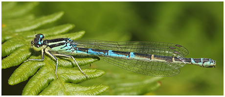 Coenagrion scitulum femelle