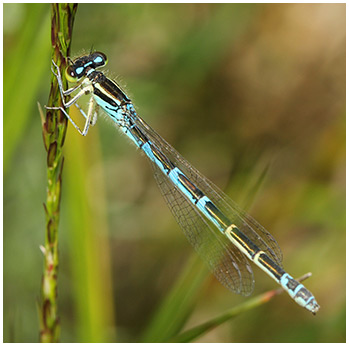 Coenagrion scitulum femelle