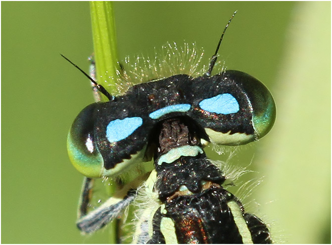 Coenagrion scitulum pronotum femelle