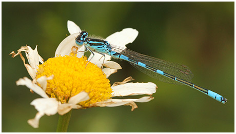  border="" title="Coenagrion scitulum mâle"