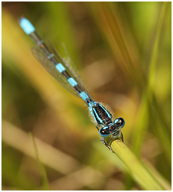  border="" title="Coenagrion scitulum mâle"