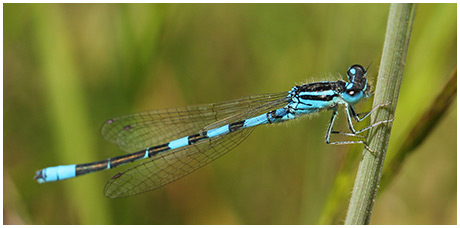  border="" title="Coenagrion scitulum mâle"