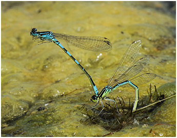 Coenagrion scitulum ponte