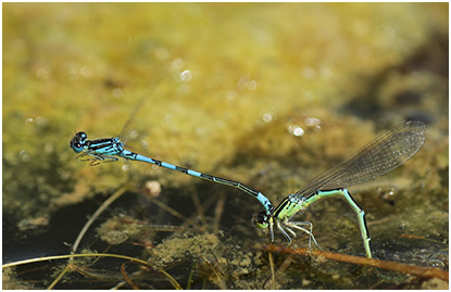 Coenagrion scitulum ponte