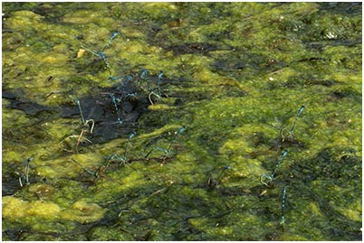 Coenagrion scitulum ponte