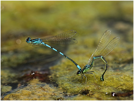 Coenagrion scitulum ponte