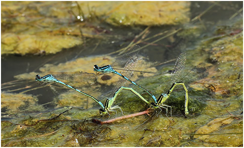 Coenagrion scitulum ponte