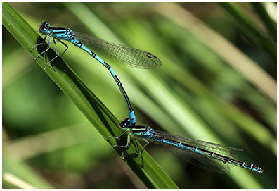 Coenagrion scitulum