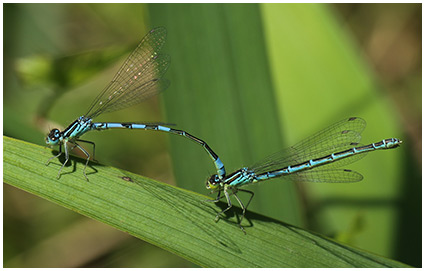 Coenagrion scitulum