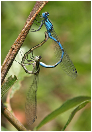 Enallagma cyathigerum accouplement