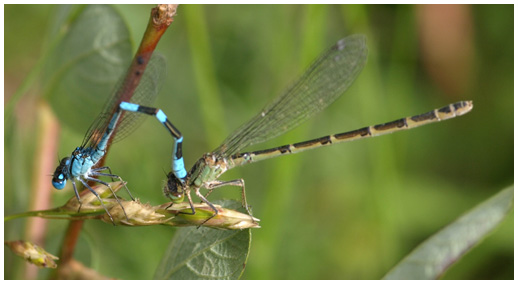 Enallagma cyathigerum accouplement