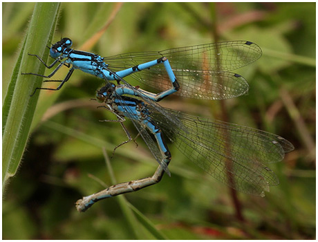 Transfert du sperme en tandem pour Enallagma cyathigerum