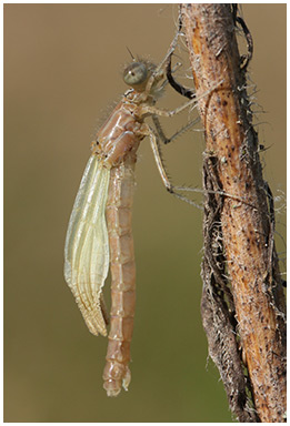 Enallagma cyathigerum femelle