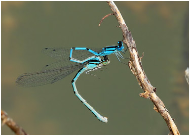 Enallagma cyathigerum tandem, transfert du sperme